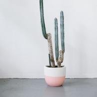 Pop & Scott Dip Pot in Peach - Small